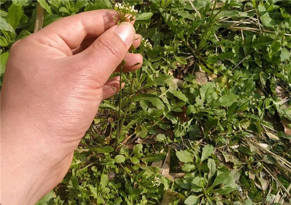 曾经漫山遍野都是,如今市场价格12元一斤,人送外号"黑心菜"