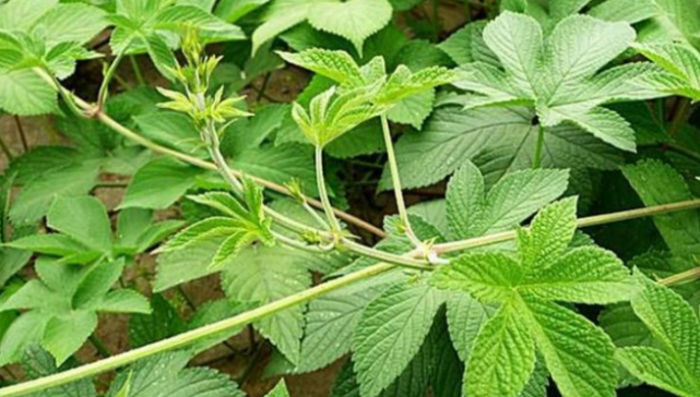 农村俗语公兔不扛枪去找拉拉秧是啥意思