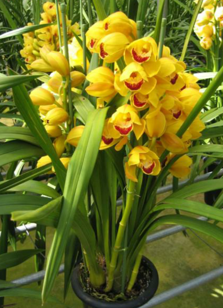 年宵花卉大花蕙兰花后颜值降低这样养无花也美丽