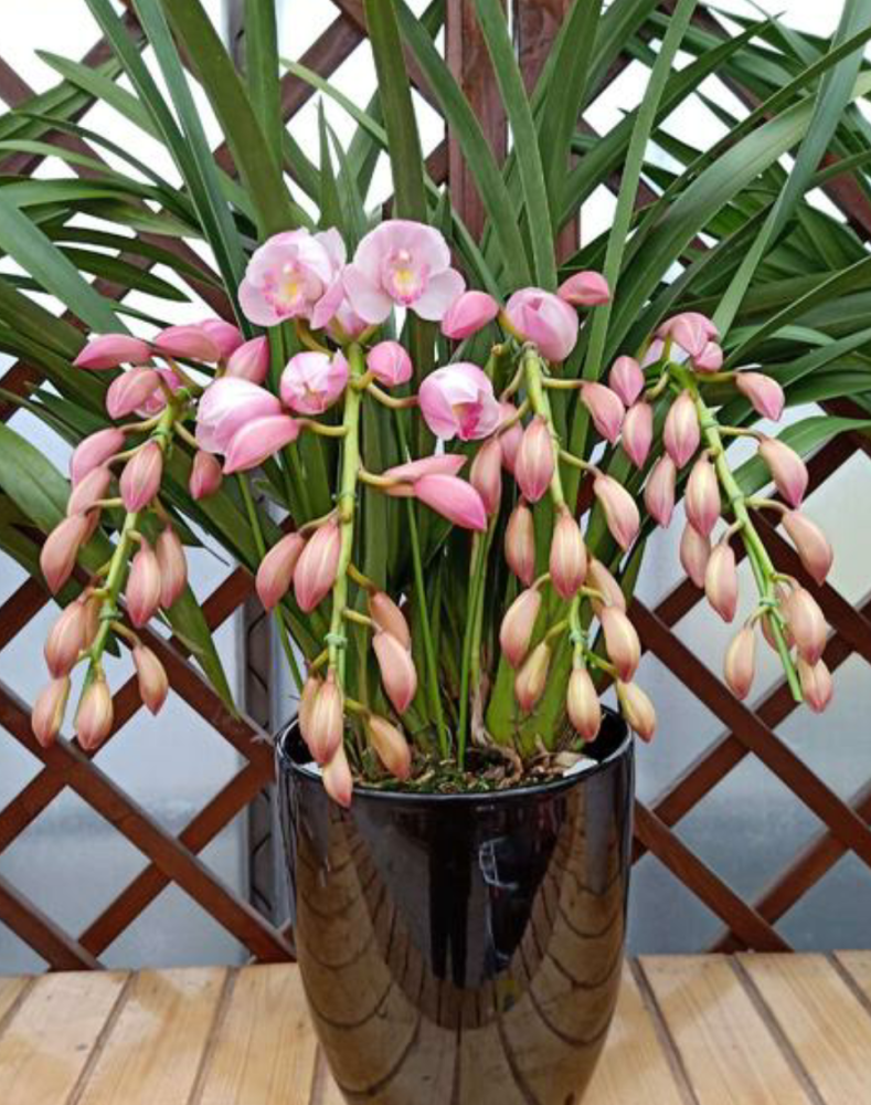 蕙兰也叫虎爪兰,其花大,花型整齐,色泽鲜艳,花期长虎爪兰养殖方法1