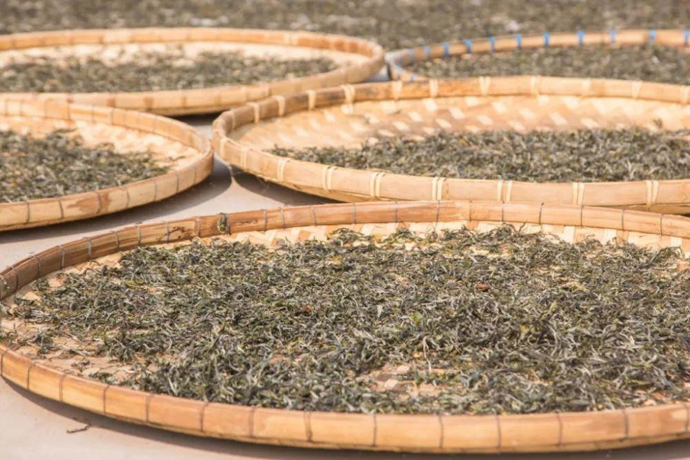 普洱生茶高温杀青才是正确工艺?那其他绿茶为什么不能越陈越香