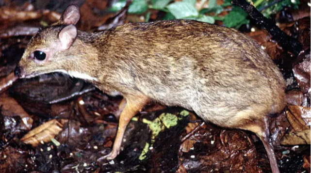 世界上最小的鹿只有兔子大,体重3斤6两,名为银背鼷鹿