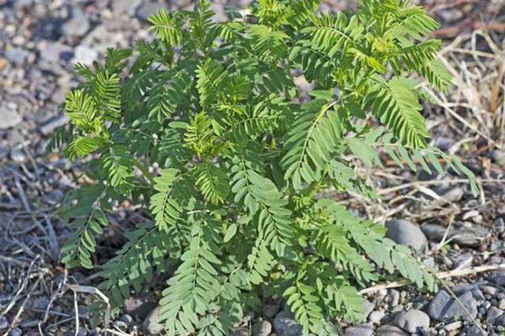 黃芪有什麼生長特性黃芪生根用哪個肥料黃芪增產葉面肥噴什麼好