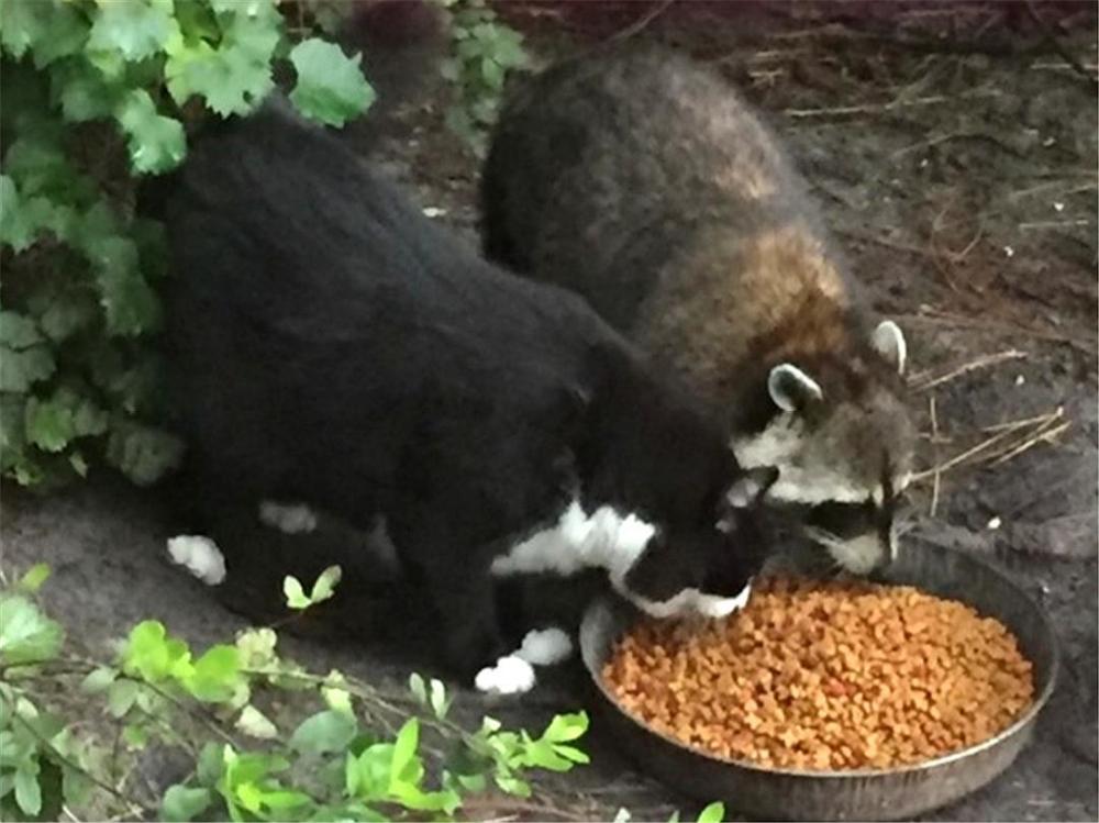 浣熊|智商不输猴子，有水源就能繁衍生存，“洁癖小偷”：浣熊