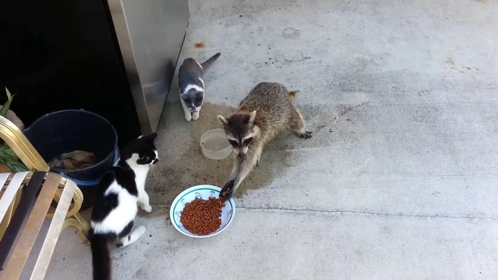 浣熊|智商不输猴子，有水源就能繁衍生存，“洁癖小偷”：浣熊