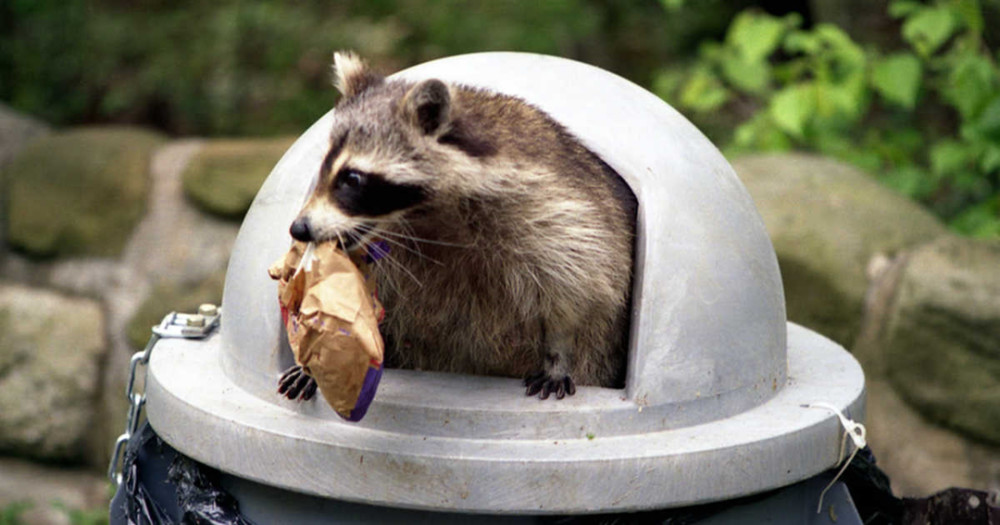浣熊|智商不输猴子，有水源就能繁衍生存，“洁癖小偷”：浣熊