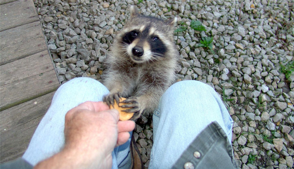 浣熊|智商不输猴子，有水源就能繁衍生存，“洁癖小偷”：浣熊