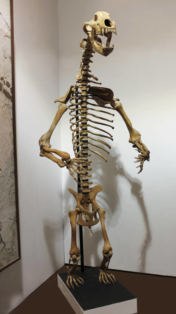 棕熊有洞熊的基因?