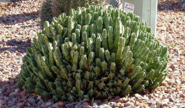 大戟汁液需要160亿倍糖水的稀释才能感觉不到辣度,比最辣的辣椒龙息