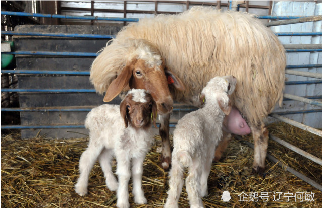 一是母羊的生产力量,二是子宫的收缩力量,三是胎儿出生的自身力量.