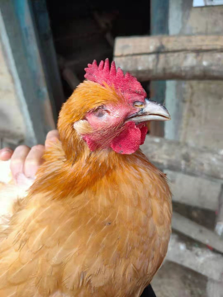 鸡的鼻炎越来越难控制,原因主要有三个方面