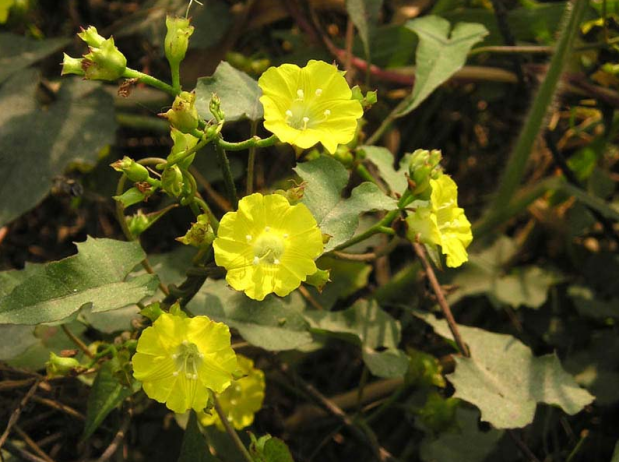 荒野维生野菜系列鱼黄草