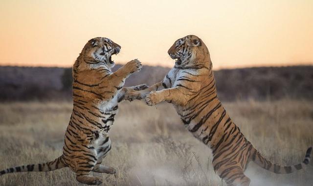 银背大猩猩的攻击力有多强?能与老虎一较高下吗?_腾讯网