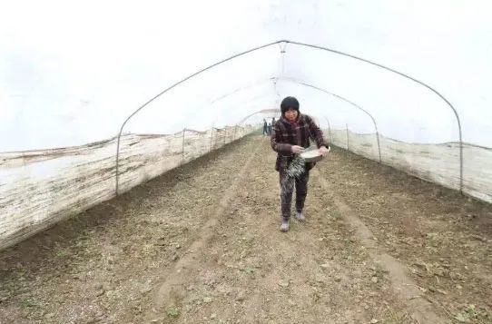 肥料|13种肥料使用“禁忌”，你都知道吗？