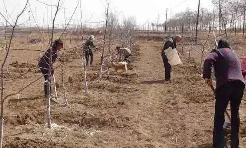 肥料|13种肥料使用“禁忌”，你都知道吗？