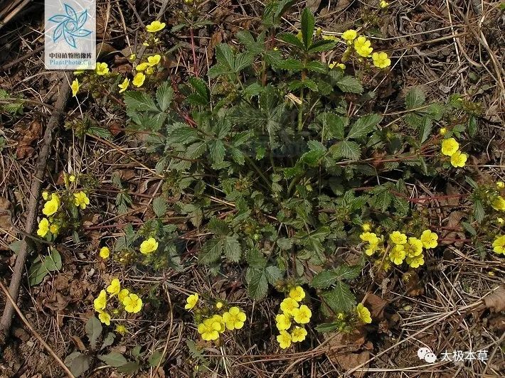 别名莓叶委陵菜,瓤子,满山红,毛猴子,软梗蛇扭,经