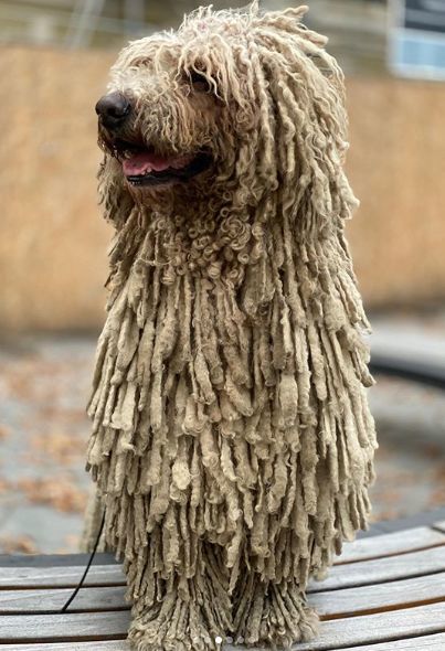 可蒙犬:人家和拖把真的不熟啦!