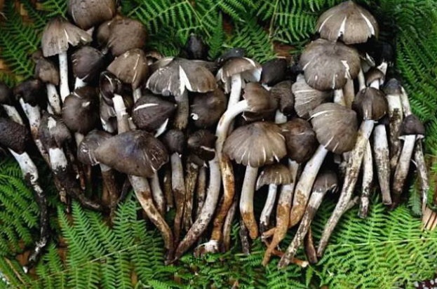 什么蘑菇这么好吃,连古代皇帝都小气到不肯分给别人呢?