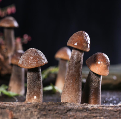 什么蘑菇这么好吃,连古代皇帝都小气到不肯分给别人呢?