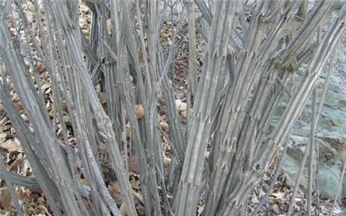 中国唯一一棵降龙木活株,解毒辟邪,日本人欲花1亿买走,后怎样