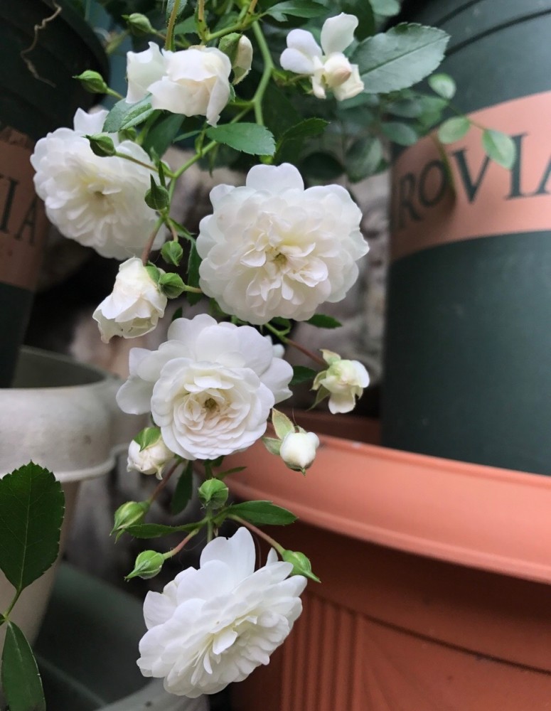 彗星是月季花里的矮小品种,植株不大,放任其生长也才50cm左右,植株