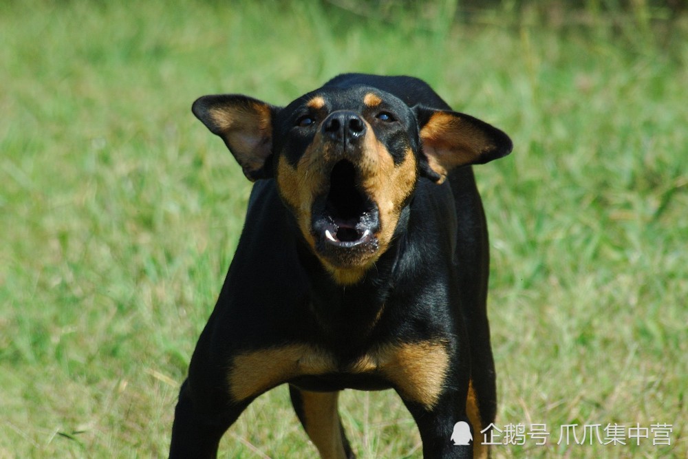 失聰狗狗頻頻打噴嚏卻沒感冒原來是在學習狗叫