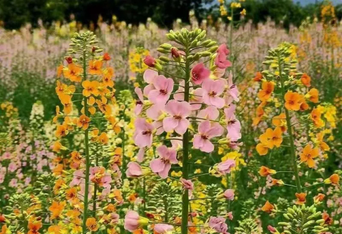 渔溪彩色油菜花图片