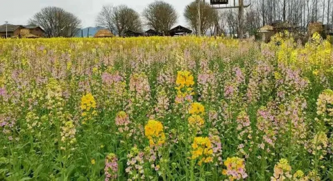 南充渔溪镇油菜花地址图片