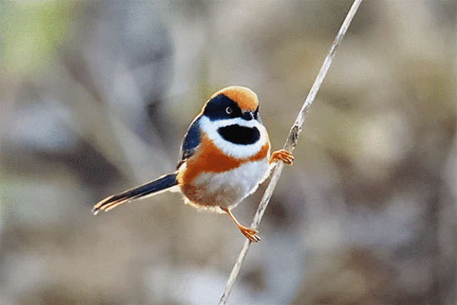 这种比麻雀还小的鸟你在慈溪有看到过吗