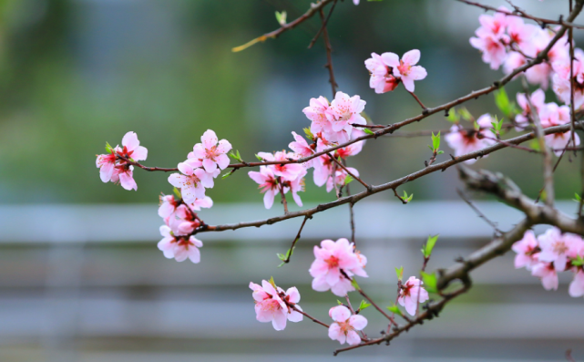 诗词鉴赏 三月桃花开 十首桃花的诗词 惊艳了整个春天 腾讯新闻