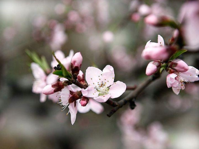 诗词鉴赏 三月桃花开 十首桃花的诗词 惊艳了整个春天 桃花 春风 杏花