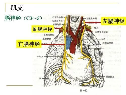 骨科精讀脊柱神經支配及走形分佈高清圖譜請收好