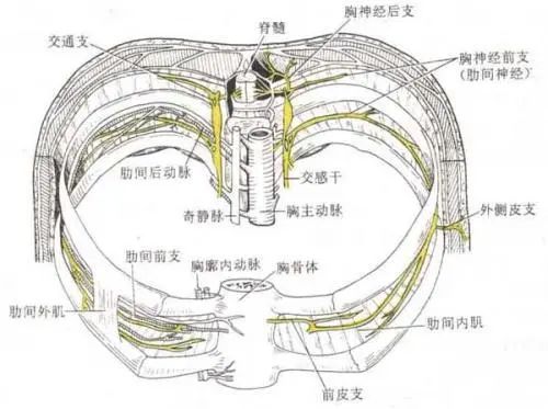 胸神經的前支的節段性分佈:平齊胸骨角為t2平齊乳頭為t4平齊劍突為t6