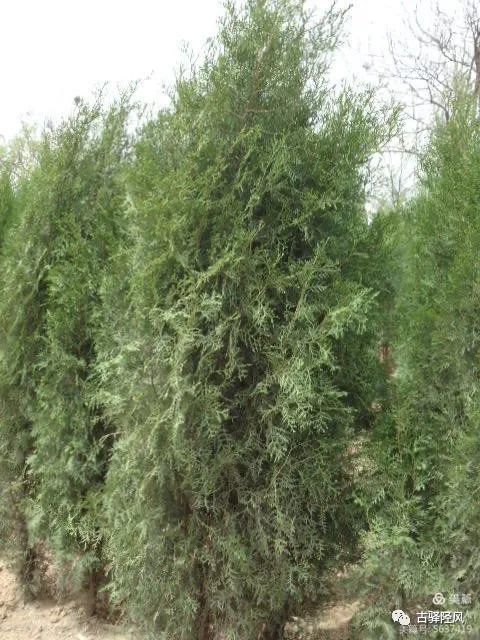 这是桧柏民俗专家介绍"烤柏灵火"是在医学,科学落后的时代,人们通过