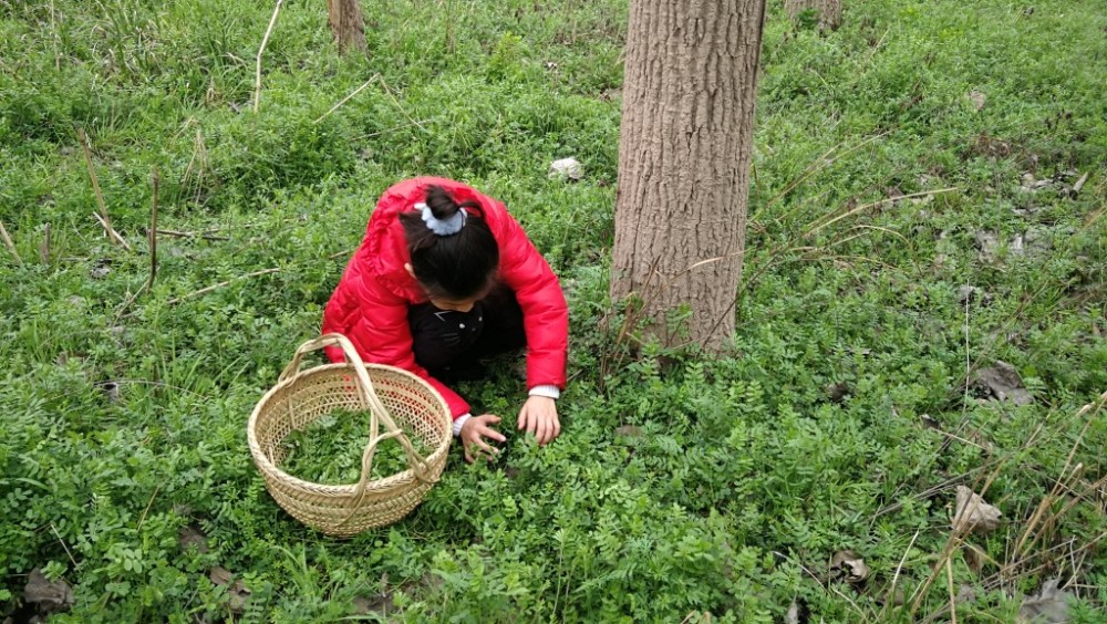 春季南京各种野菜充沛市民采摘尝鲜乐在其中