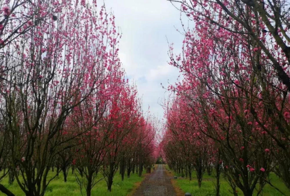 桃醉春色暖人心四川自贡自流井尖山桃花会将于3月3日启幕