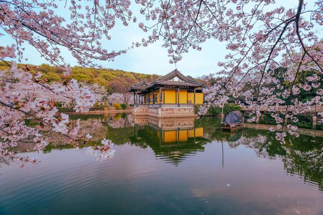 江蘇無錫黿頭渚的櫻花與日本弘前櫻花園,美國華盛頓櫻花園並列為