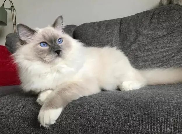 17只漂亮的布偶猫太可爱了