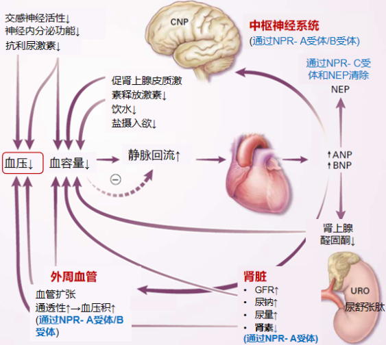 慢性心衰|REALITY-HF研究再添临床证据，ARNI或有效改善心衰现状！