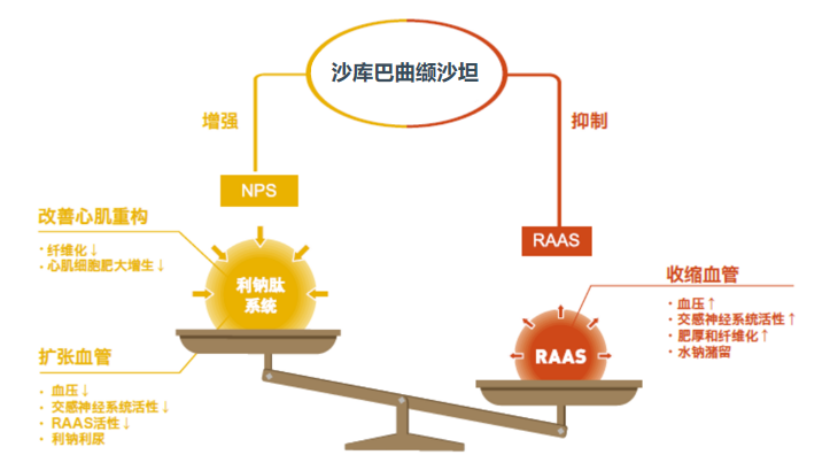 图2 沙库巴曲缬沙坦作用机制2019年欧洲心脏病学学会科学年会(esc2020