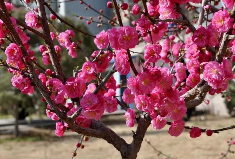 2021石家庄春季赏花地图来了!