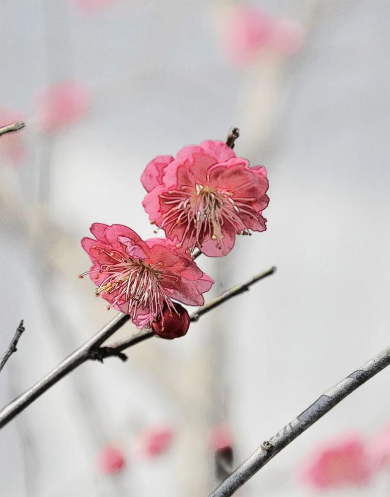 一枝漂亮梅花图片(一枝漂亮的玫瑰花图片)