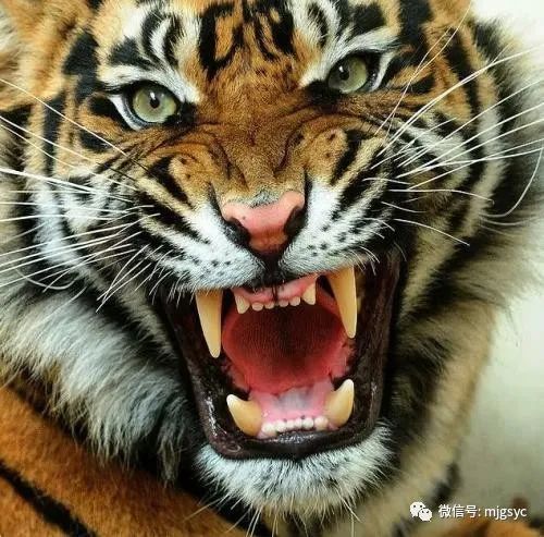 猛虎决战黑豹,究竟谁是百兽之王?"动物故事"