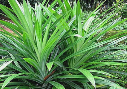 家乡有这植物是福气,能当香水,也是烹饪香料,价值很高,请重视|班兰叶