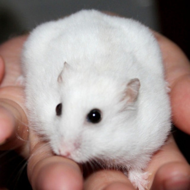 是一种胎生杂食性动物,正常情况下,银狐仓鼠成年后的体型大约有8-11