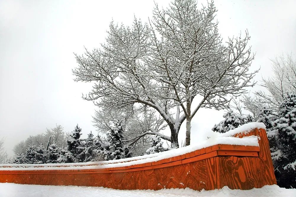 雪中张北骤雪初霁惊鸿照影