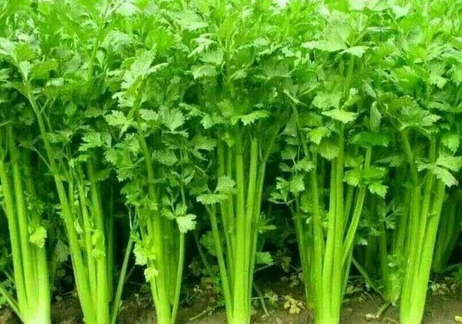 养肝|春天吃这七种蔬菜最养肝！关键是便宜，你一定别错过