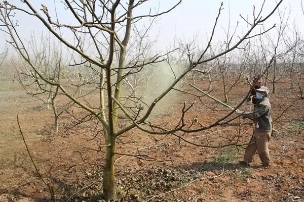 石硫合剂|石硫合剂清园效果好，熬制难把控