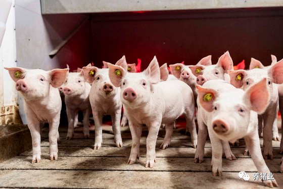 对育种计划和技术发展中所包含性状的生物学背景的深入了解导致了动物