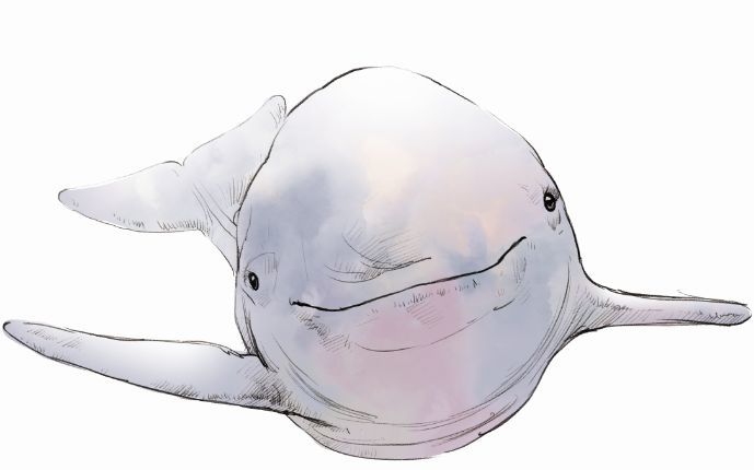 你不知道的长江宝贝